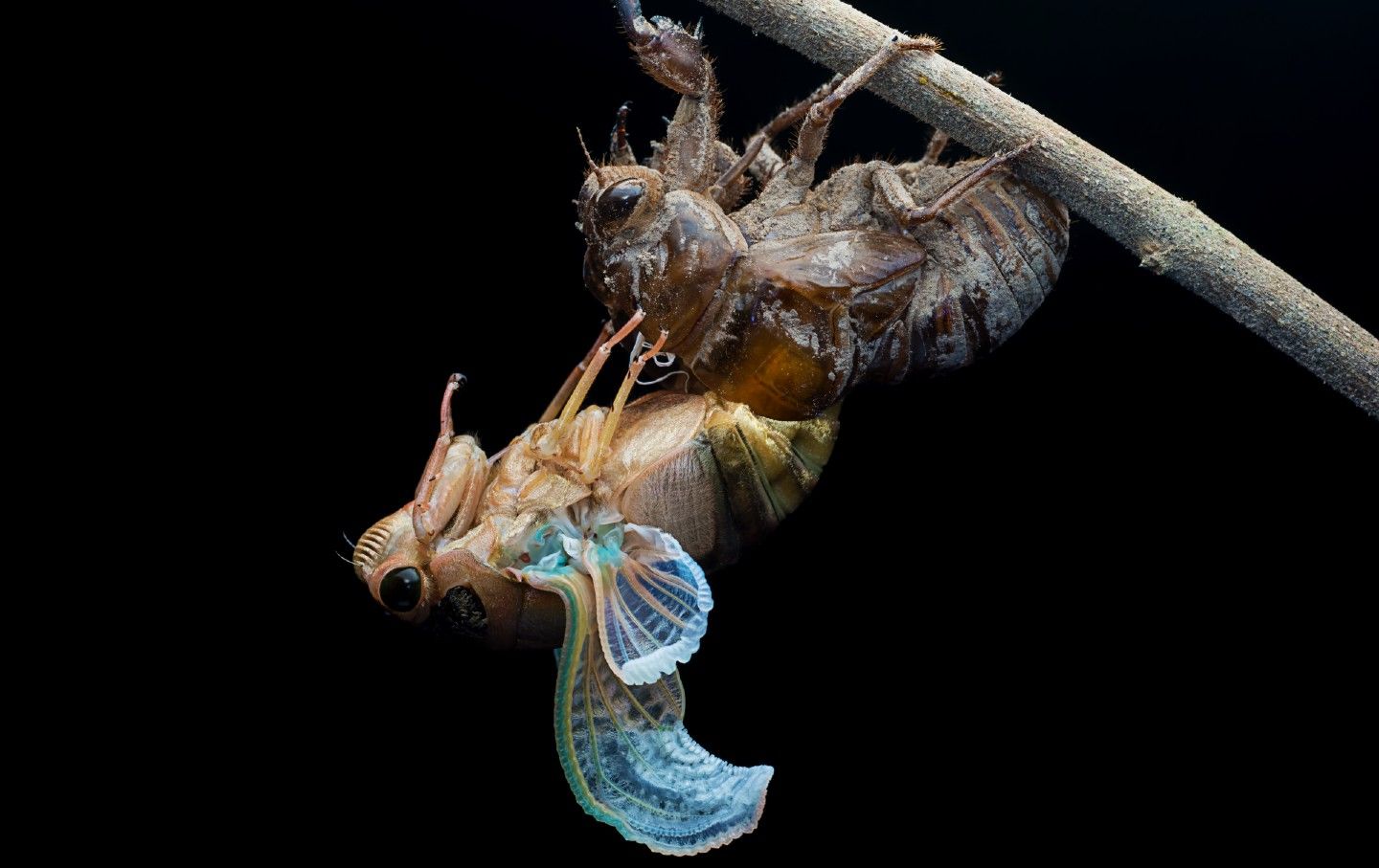 Cicada larva emerges from its shell on July 3, 2016, in Jinhua, Zhejiang Province of China.
